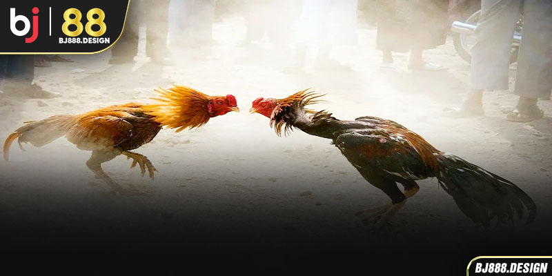 đá gà trực tiếp c1