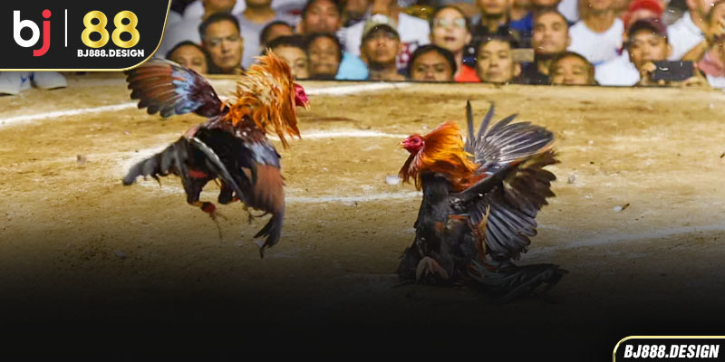 Đặc Điểm Nổi Bật Của Gà Ngũ Sắc